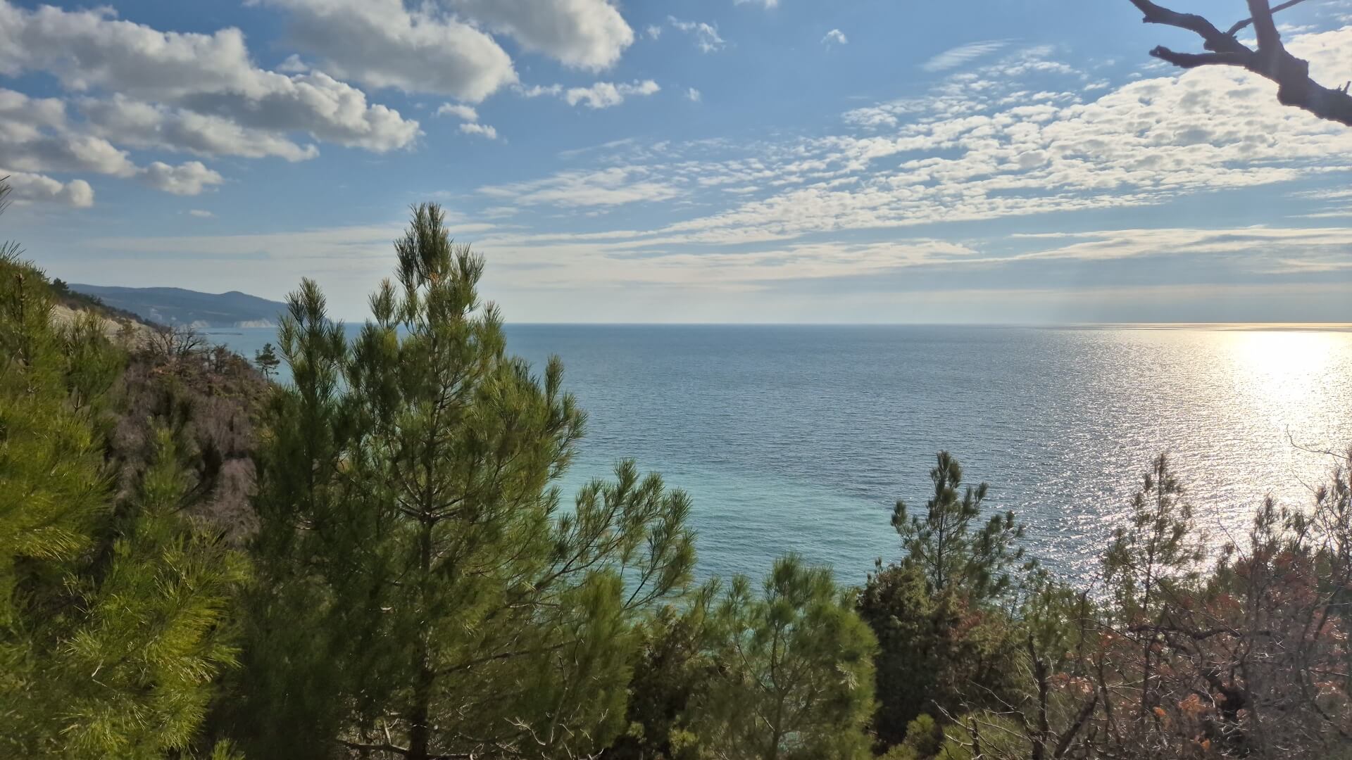 Пицундские сосны. Чёрное море. Геленджик